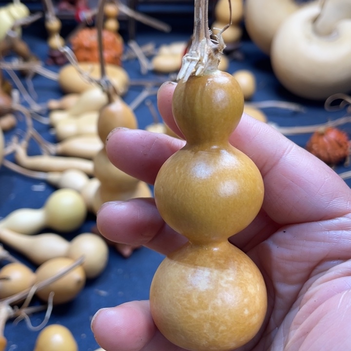 圣***树我是一只小小鸟啊哈哈我要笑吐啦哈哈我