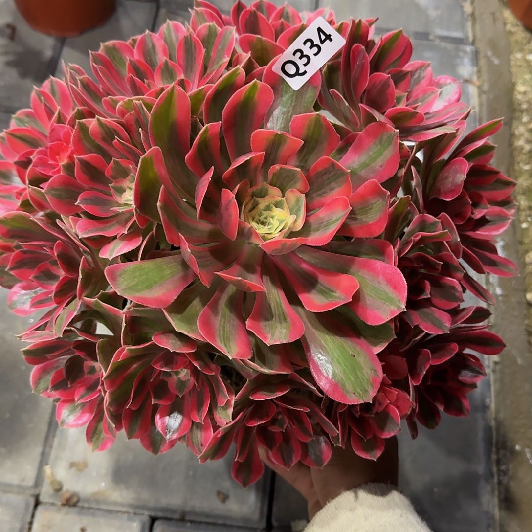 334粉女妖33冠服28左右