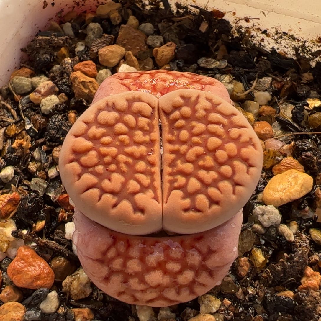 863多肉植物百科