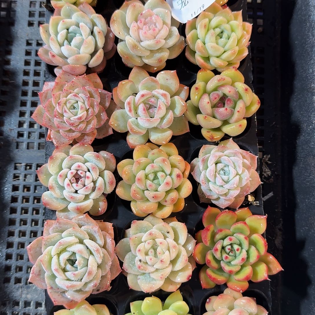 直播福利一物一拍06