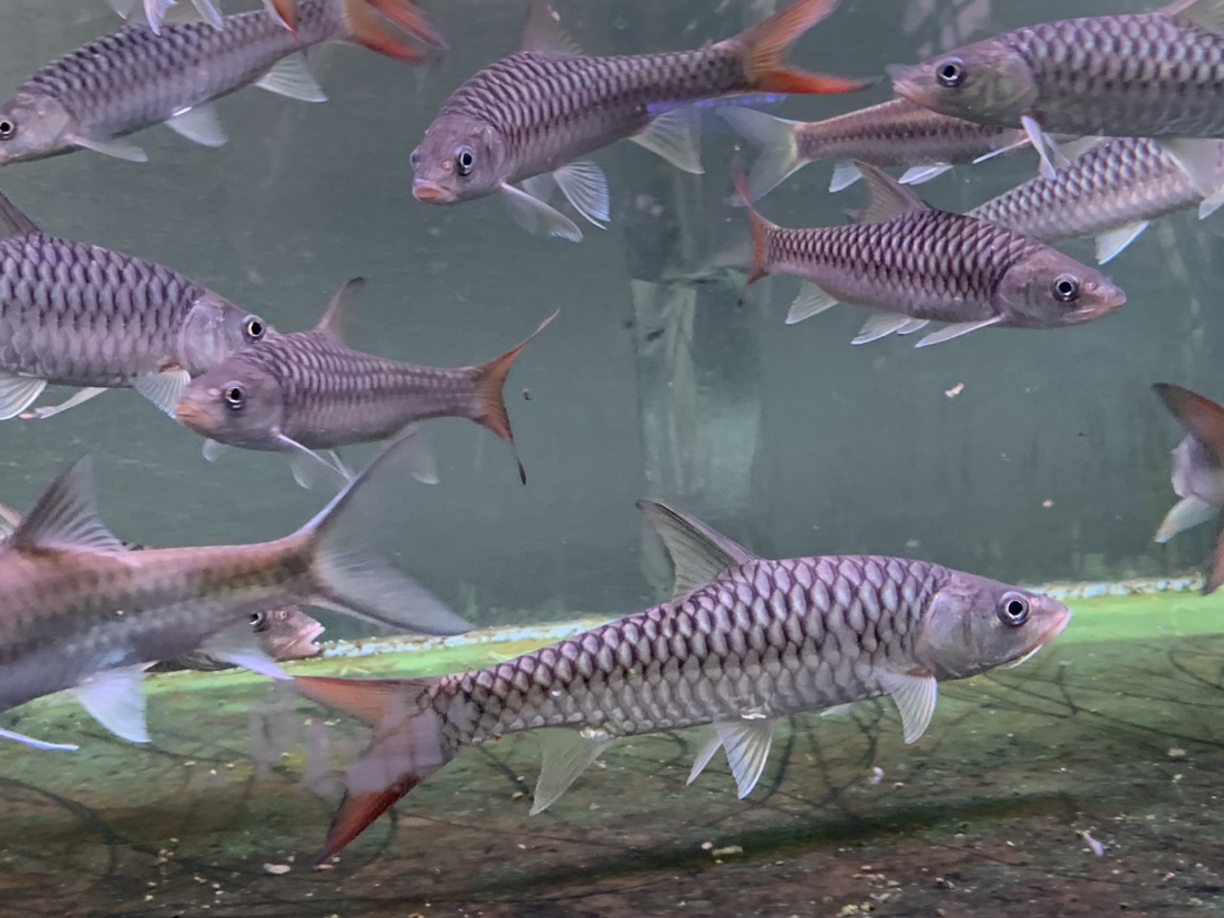 尼泊尔皇室金吉罗 印度皇室金吉罗 皇室金吉罗鱼观赏鱼活体