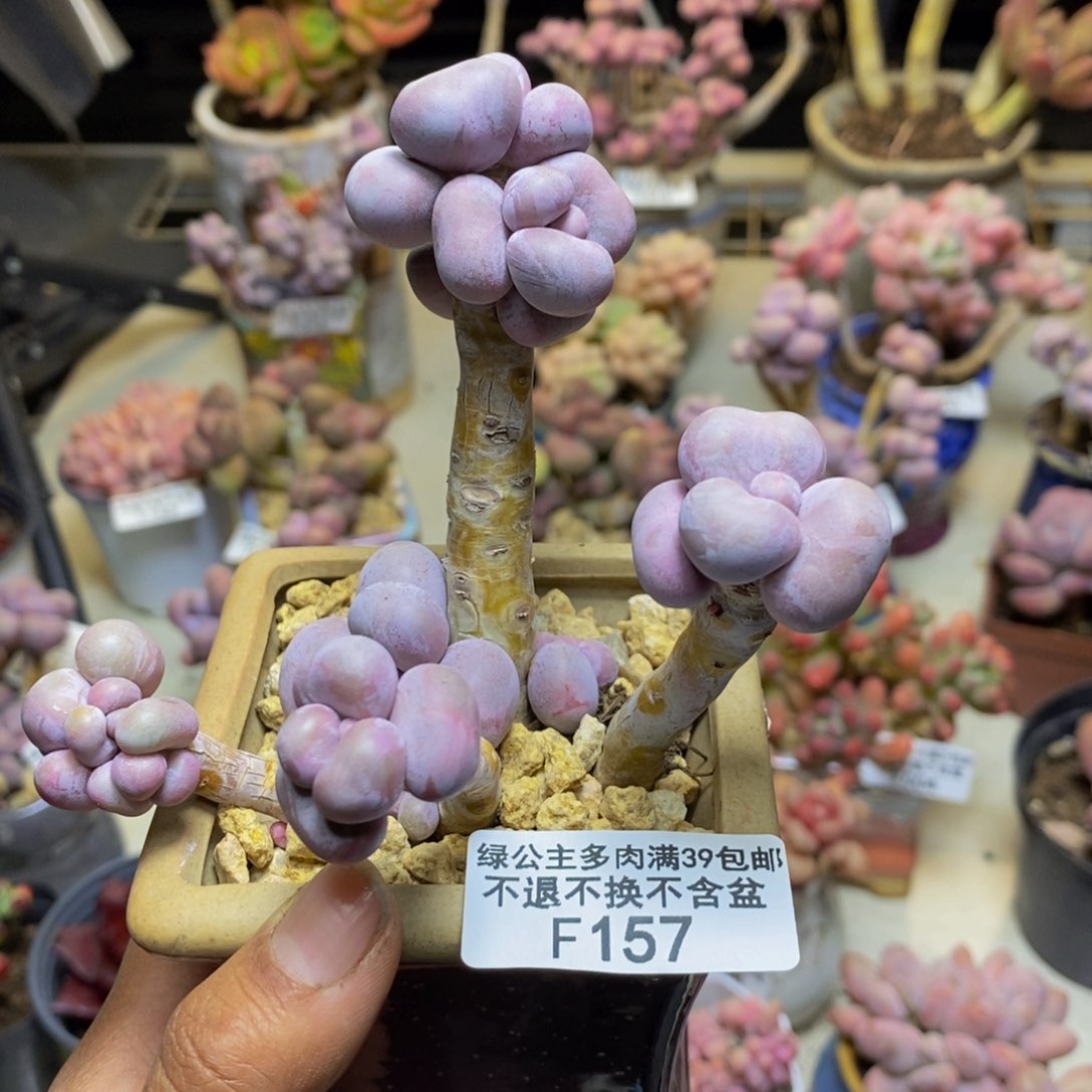 157芭比奶多肉7c m