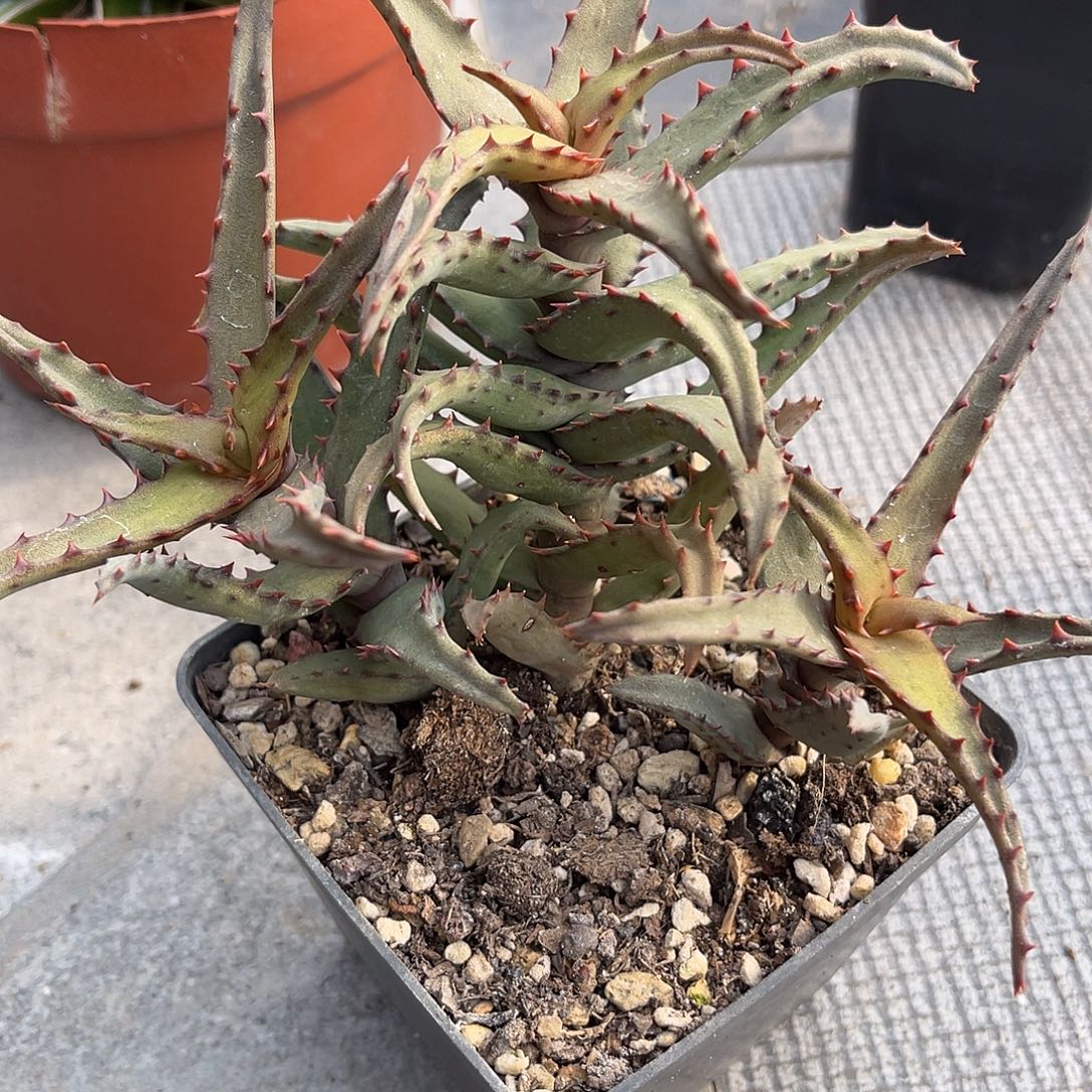卡萨帝芦荟一物一拍