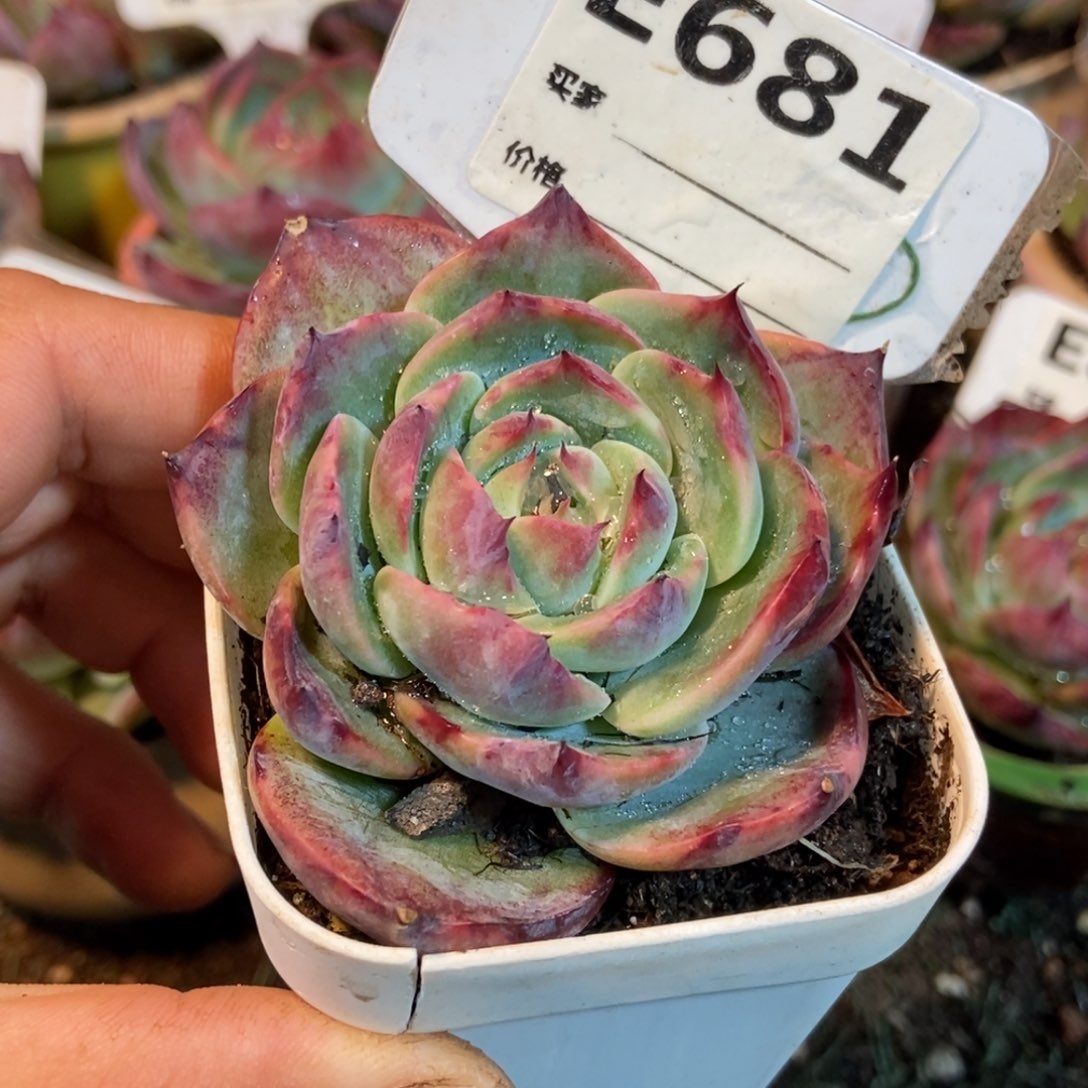 惊鸿一瞥681号楼多肉