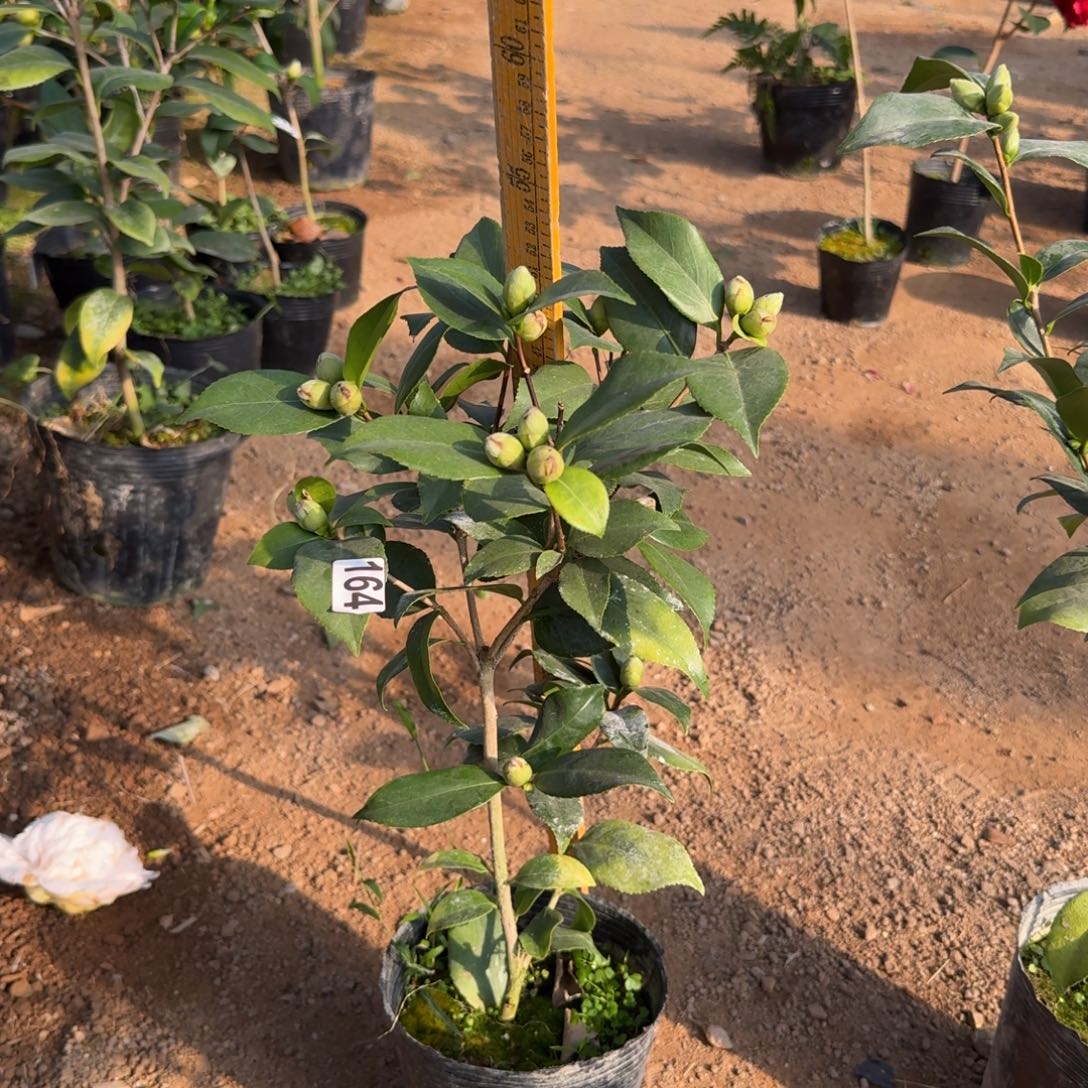 少量花朵（建议范围：2朵-5朵 或40%以下）164抓破