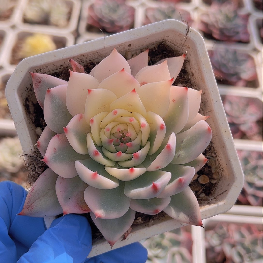 吉娃娃锦，半覆轮锦