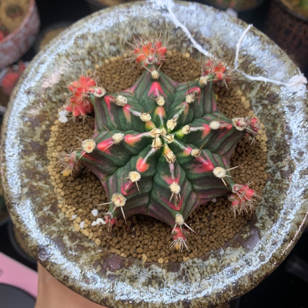 精品米哈 高绒 一物一拍 脱土发货