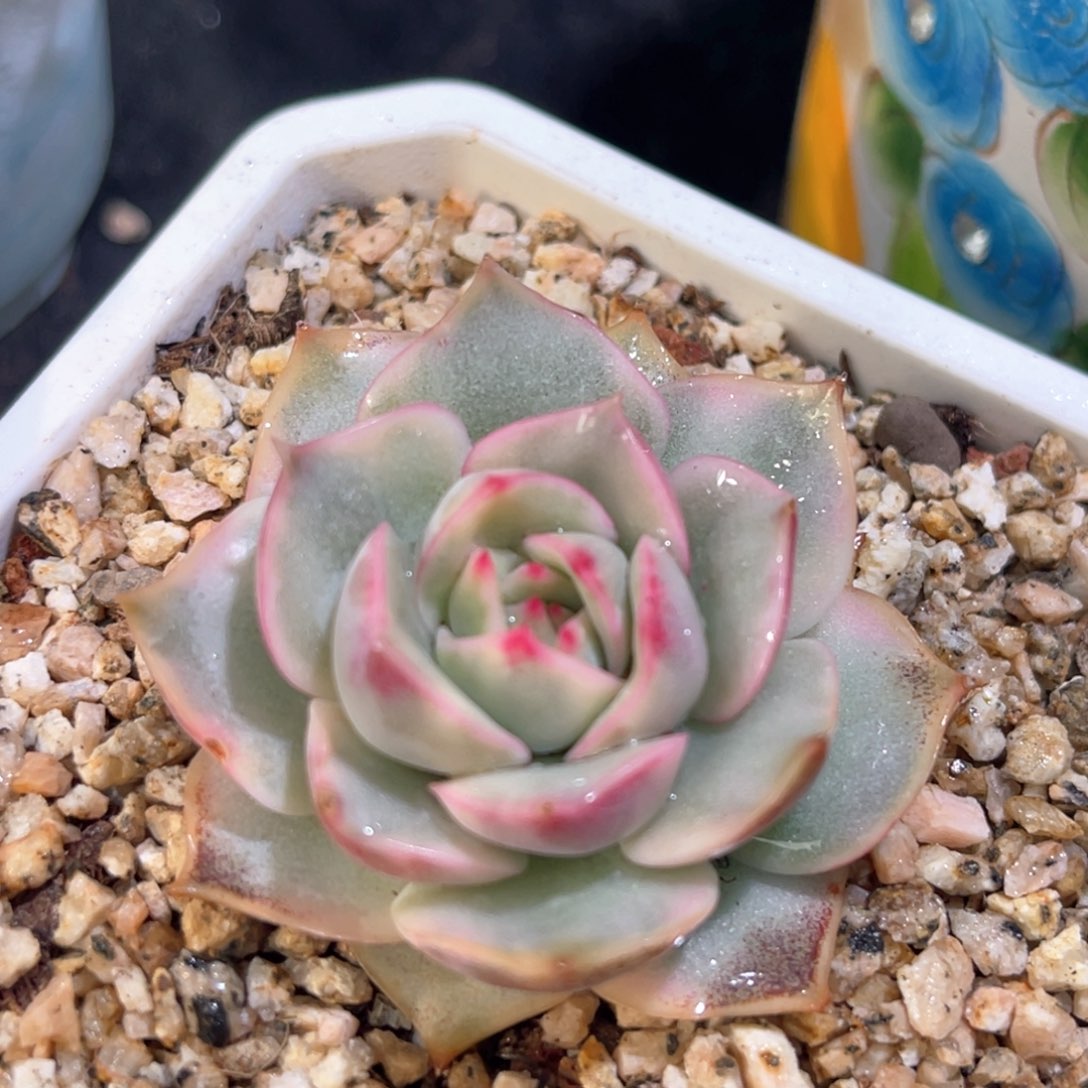 多肉特价粉色提升锦