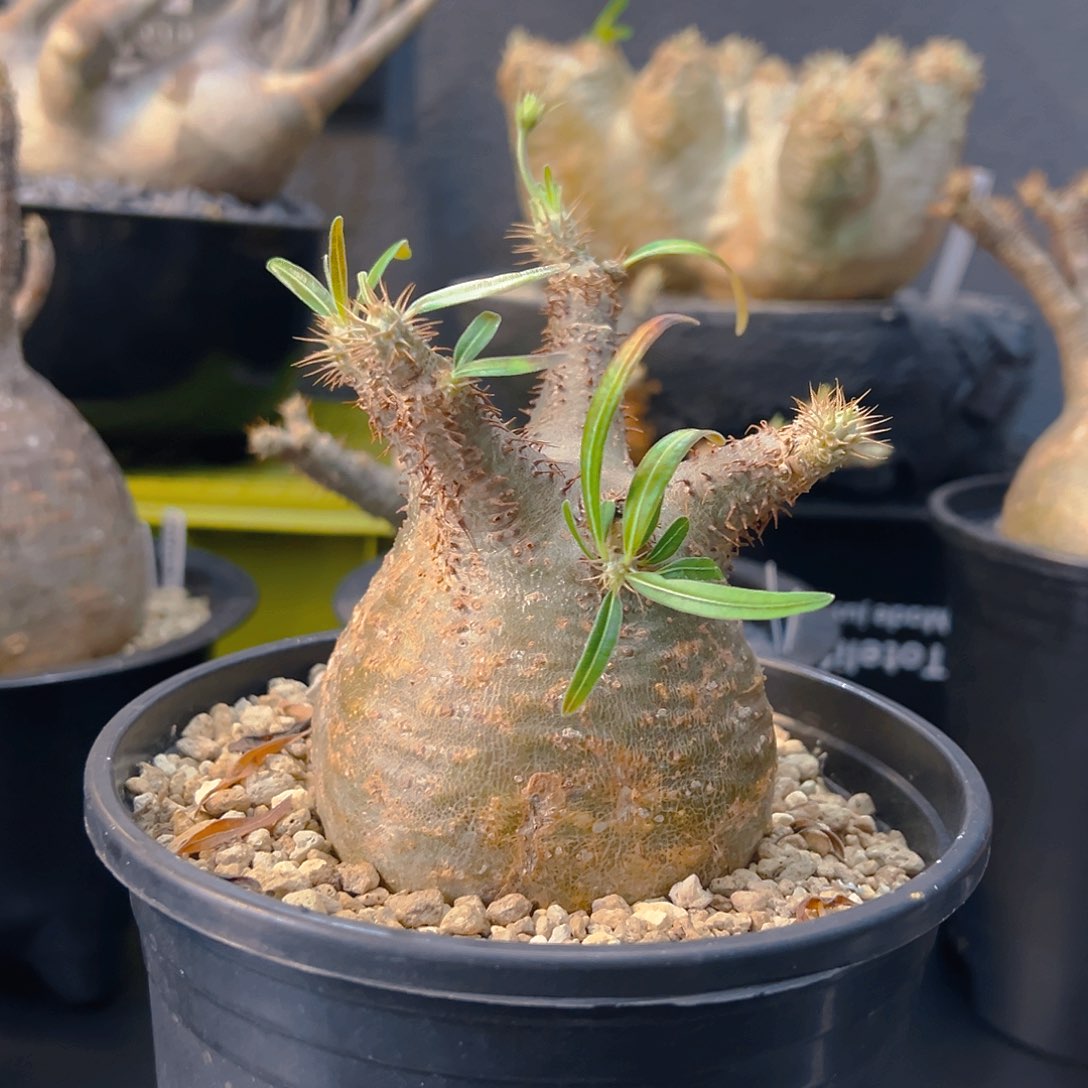 8.4肚子养定服盆象牙宫 一物一拍