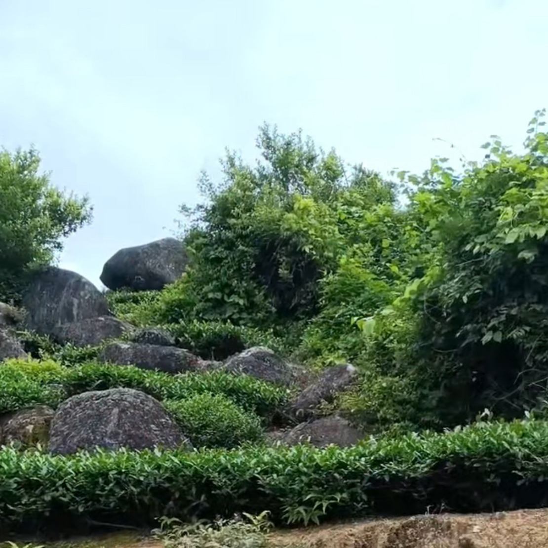 安溪祥华高山铁观（正味兰花香）满口香一级铁观音传统纯手工制作