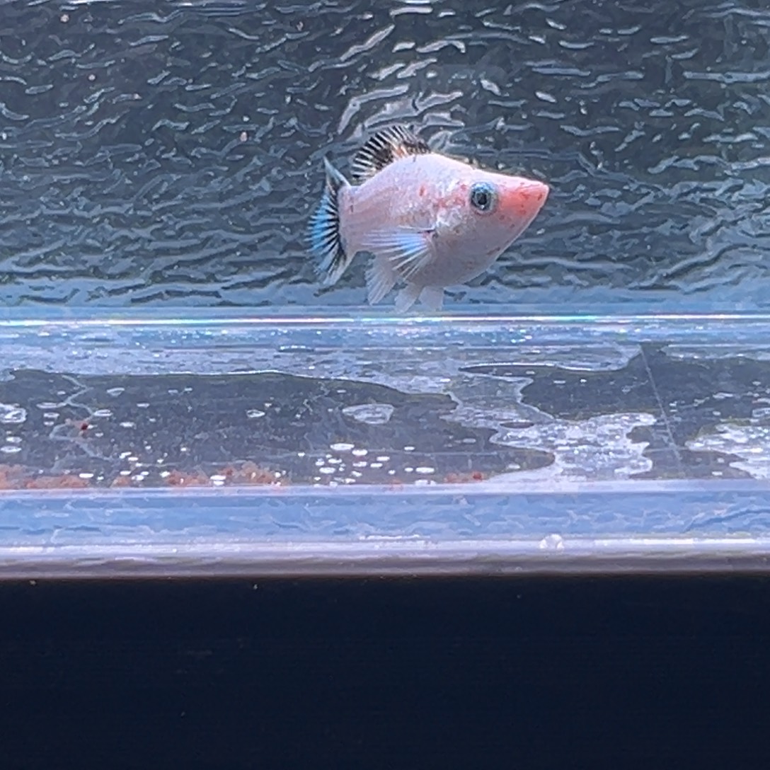 孔雀鱼玛丽鱼一条