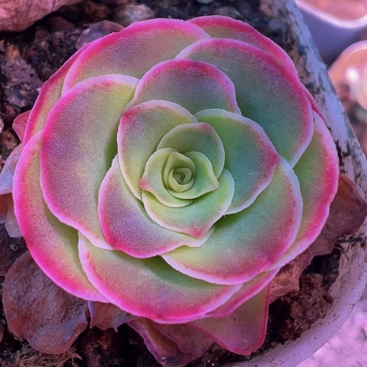 绝色福利 小 t003