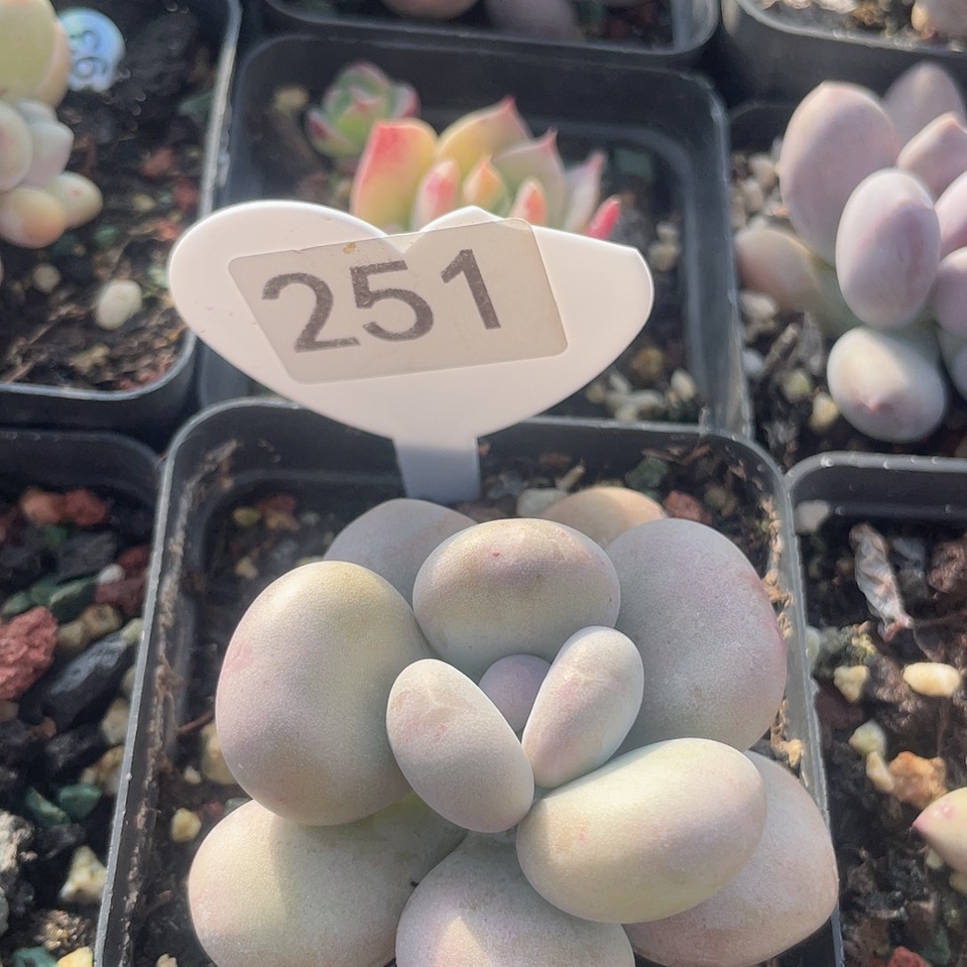 大叶奶 脱土发货 7口盆