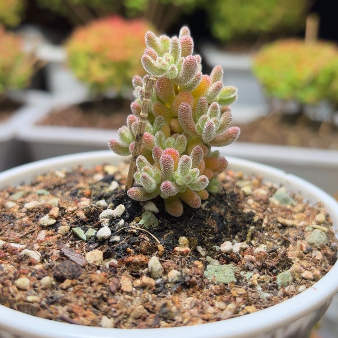 蓝**月枝干番杏冰晶D439带土球