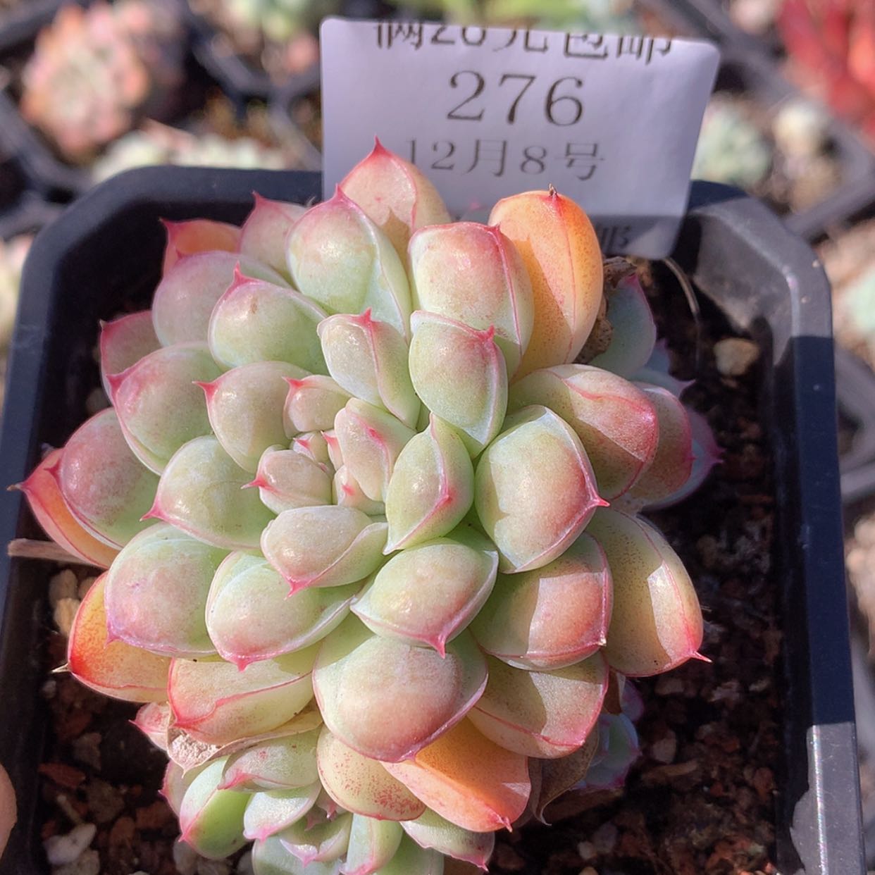 【闪购商品】云276号