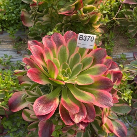 多肉植物七彩石捧花