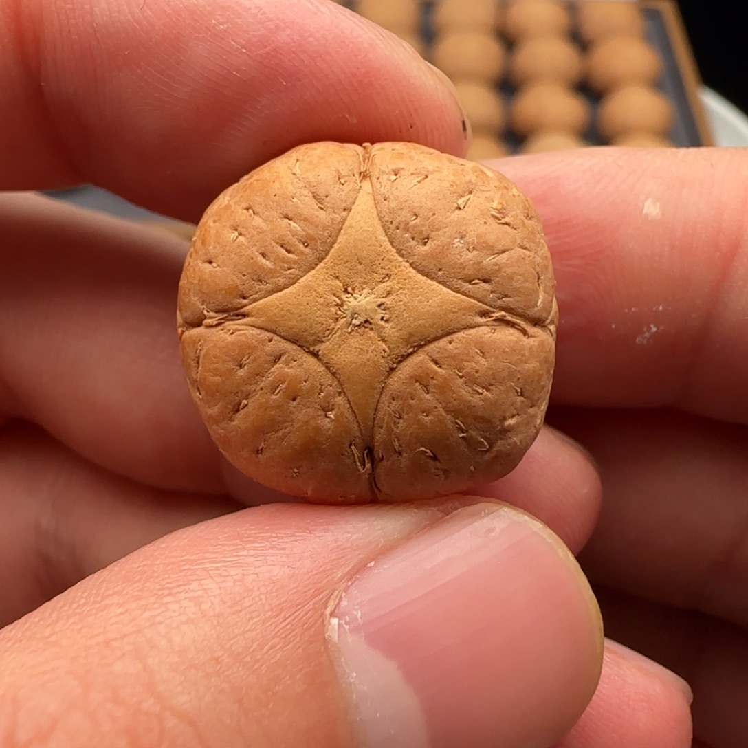 菲****吊坠麒麟眼菩提22➕精品麒麟