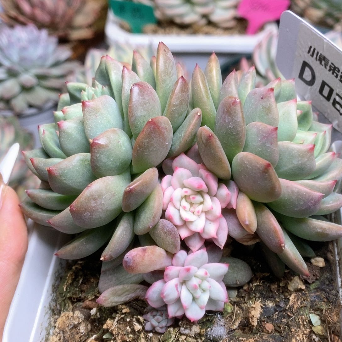 021青苹果锦锦锦锦锦