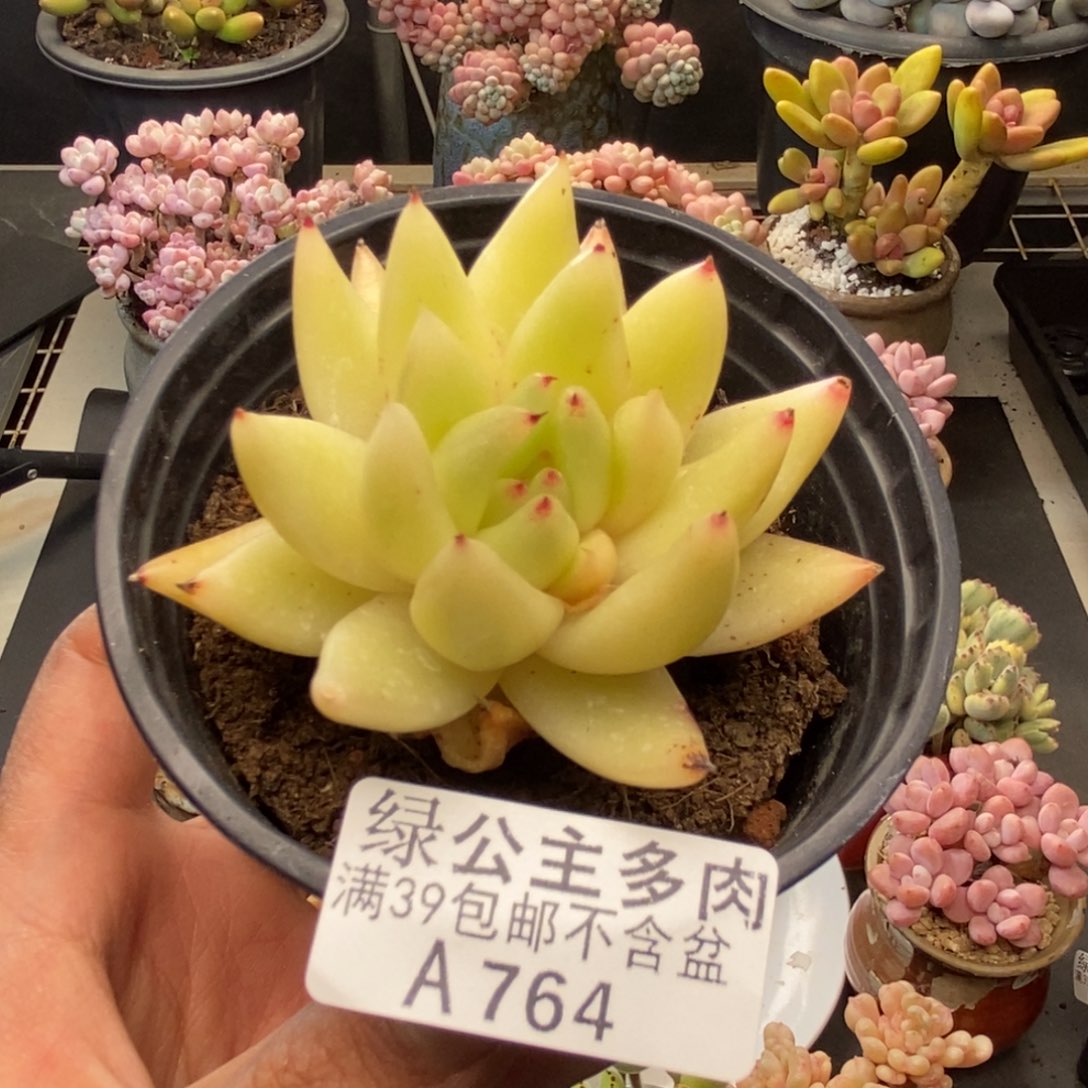 764金色乌木多肉7v m