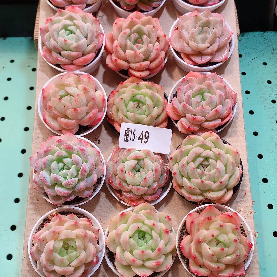 15-49一物一拍带盆18颗