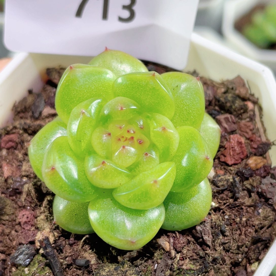 713号糖心冰心珍妮 编号6