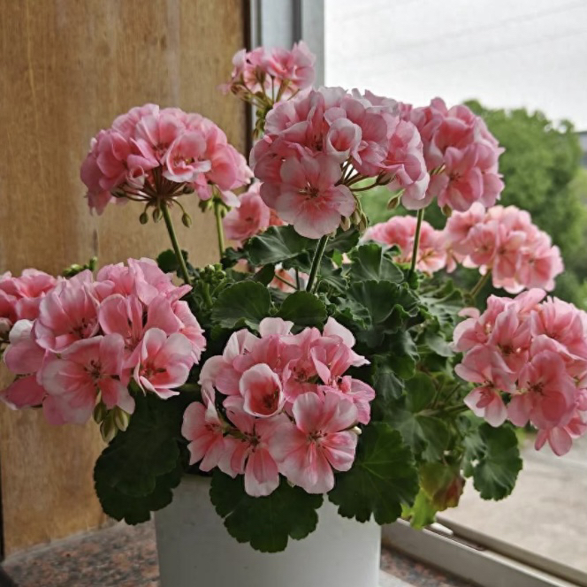 【菲舍857】（一盆包邮；拍三发四）