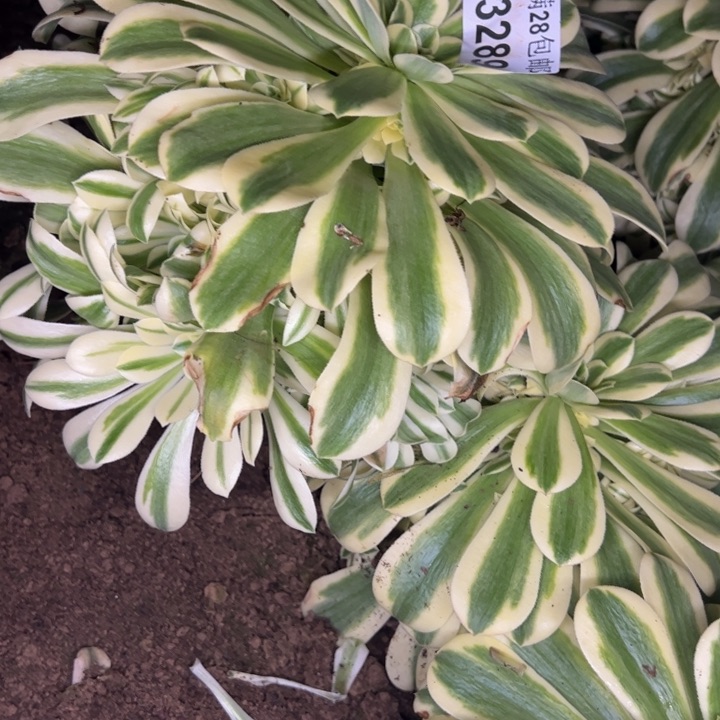 3289南迈巴赫多肉植物