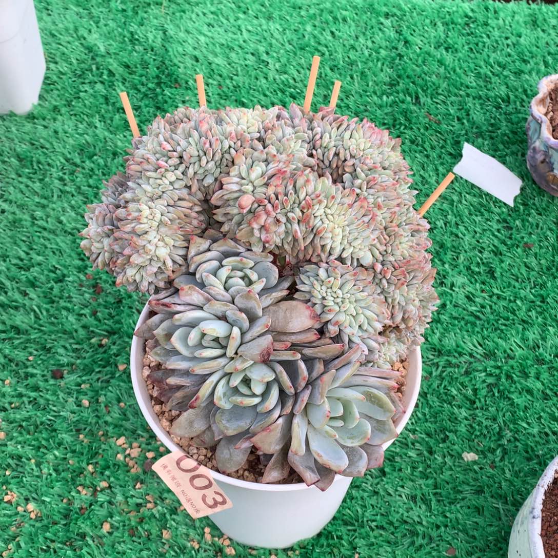 003橙子缀多肉植物