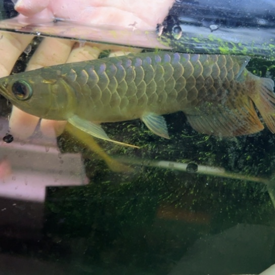 广***厂龙鱼古典蓝底金龙