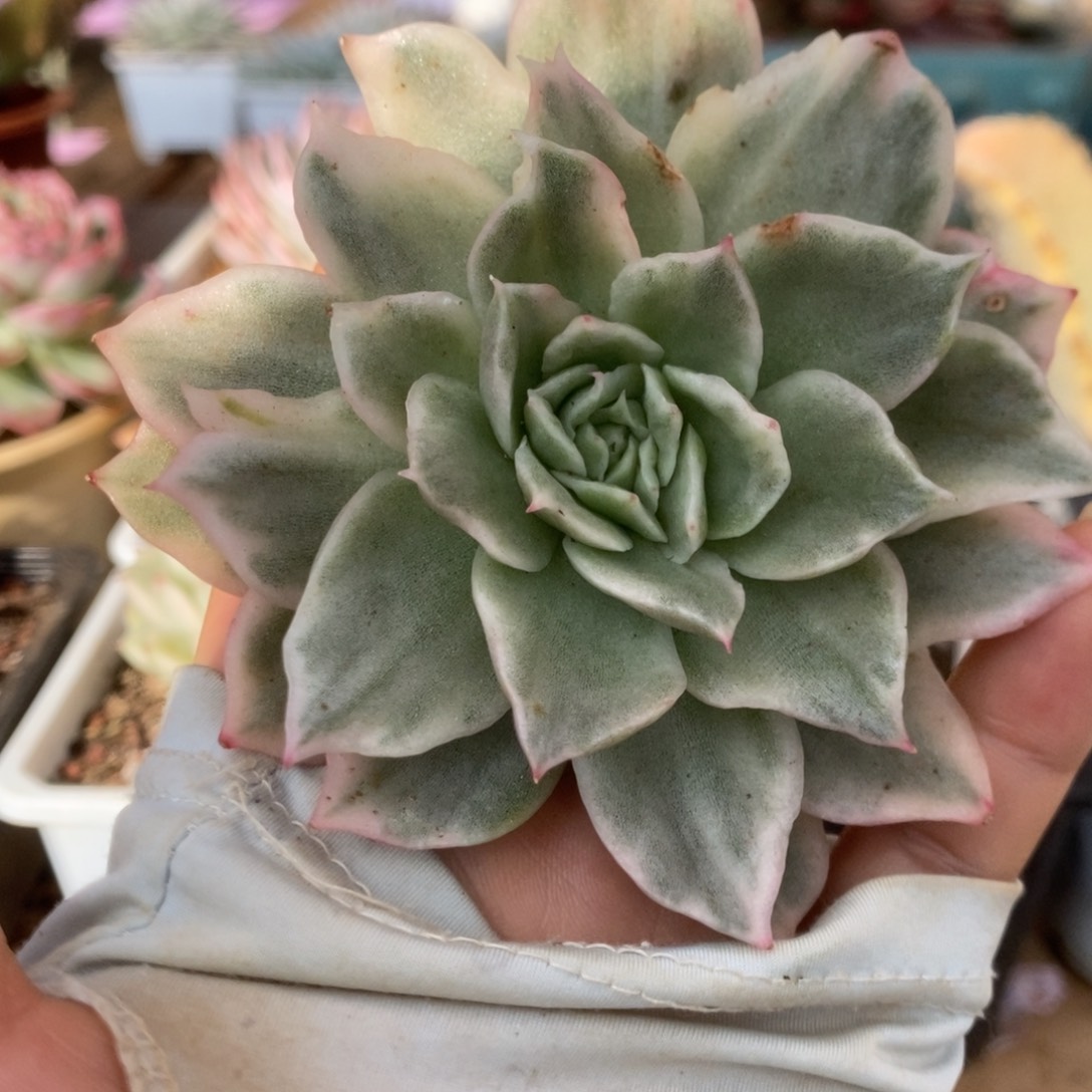 6翠花杂头盖锦锦锦锦锦锦锦