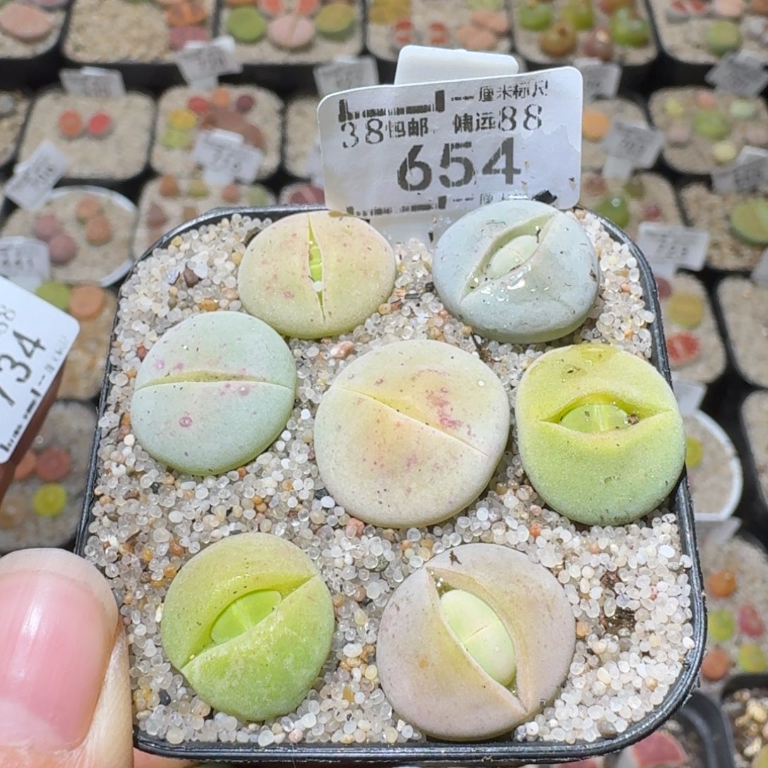 Sss清货了清货了654