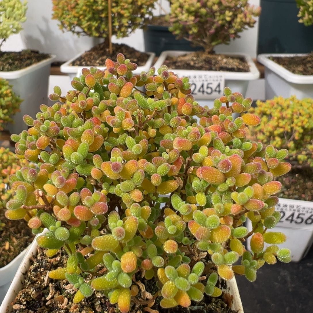 D2458蜜桔一物一拍