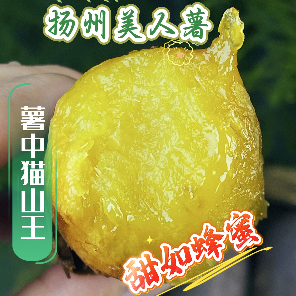扬州美人薯比蜂蜜还甜比红瑶榴莲蜜薯好吃（烤着吃200度80分钟以上
