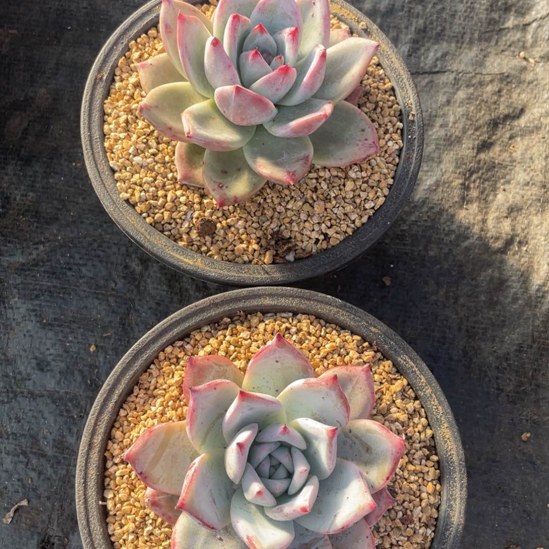 一物一拍 卡系两棵