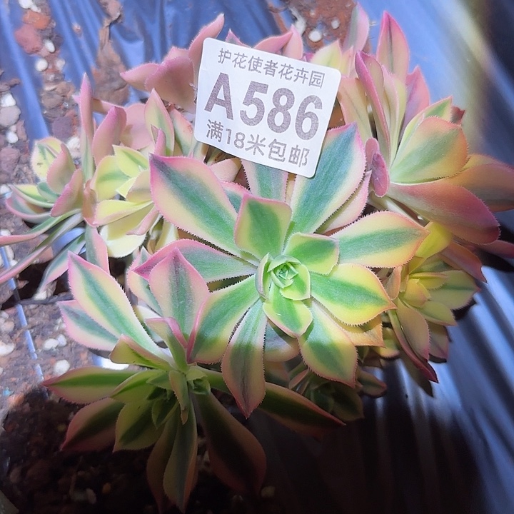 多肉法师枫叶朵朵