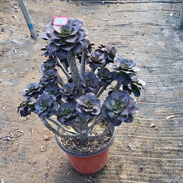 9，晚霞多肉法师多肉法师