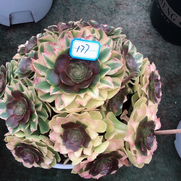 177雨荷多肉法师