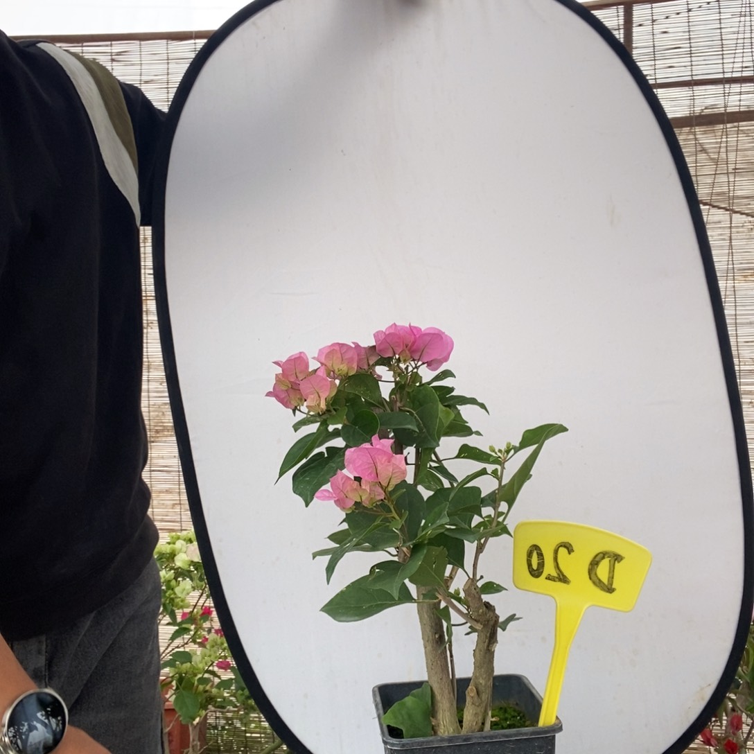 天****乐三角梅洒进粉D20