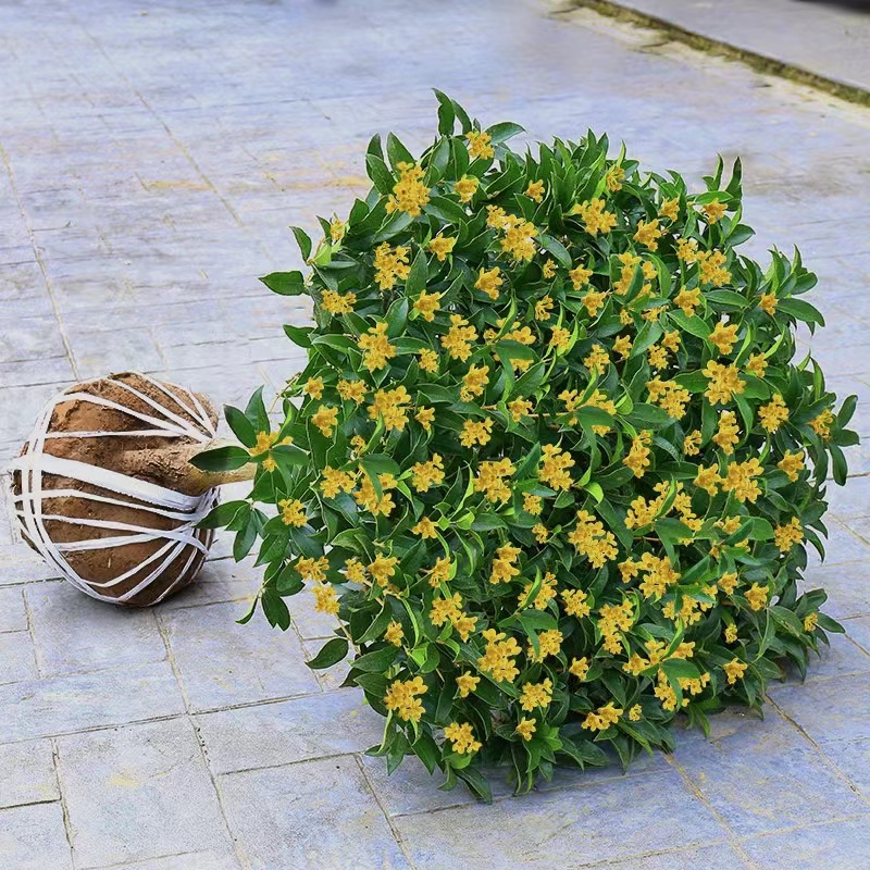 桂花树苗四季开花香浓型盆栽阳台庭院可食用观花植物不断