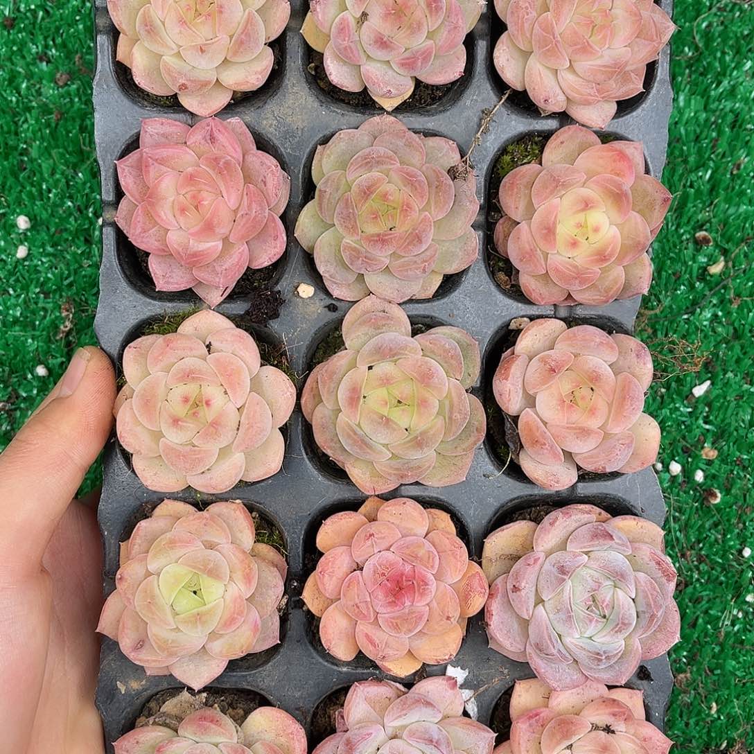 多肉一物一拍30-76