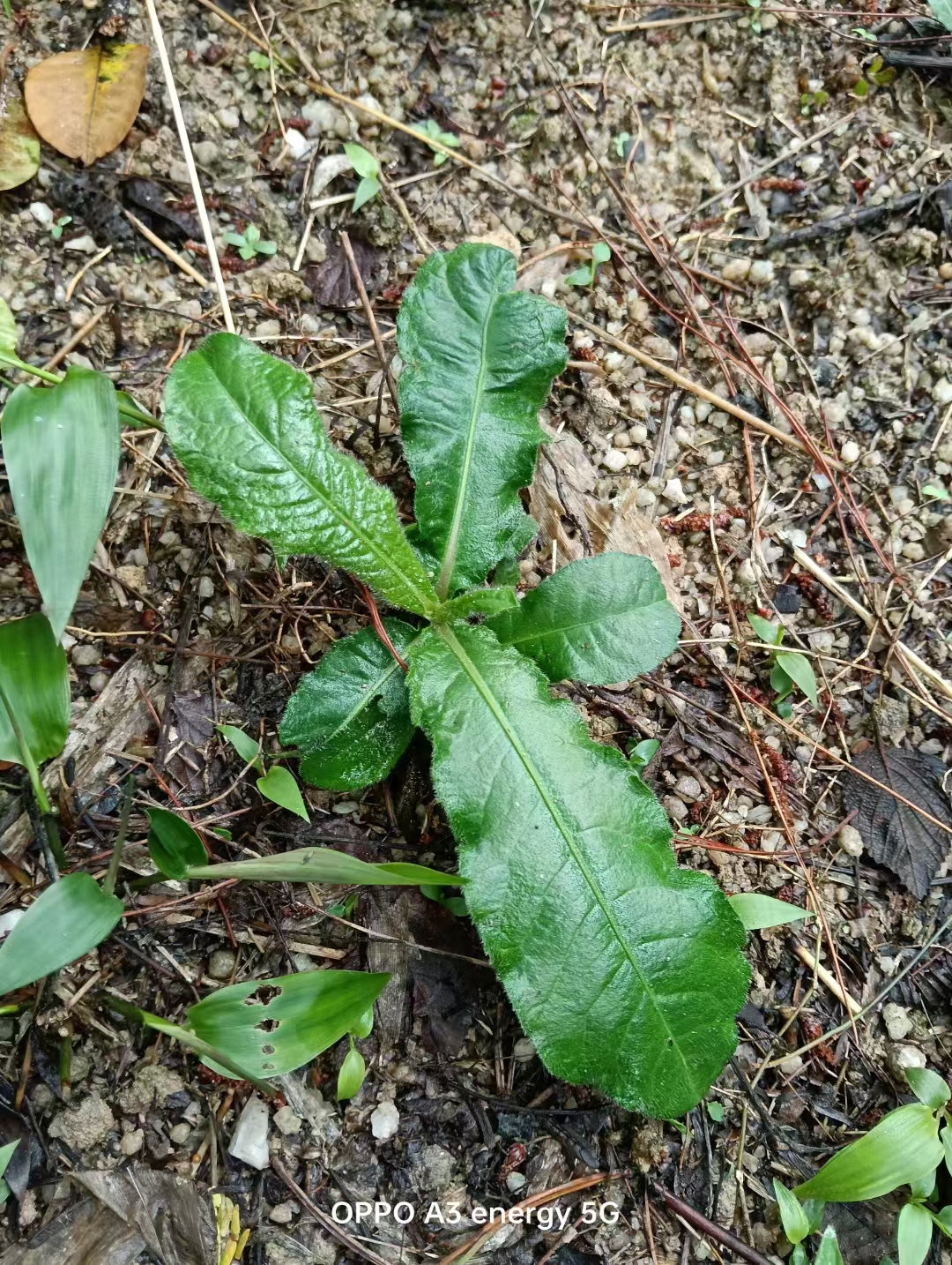 野生新鲜地胆树根