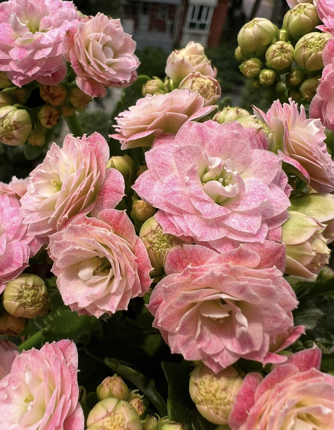 【浪漫樱花】【甜蜜浪漫】130杯长寿花