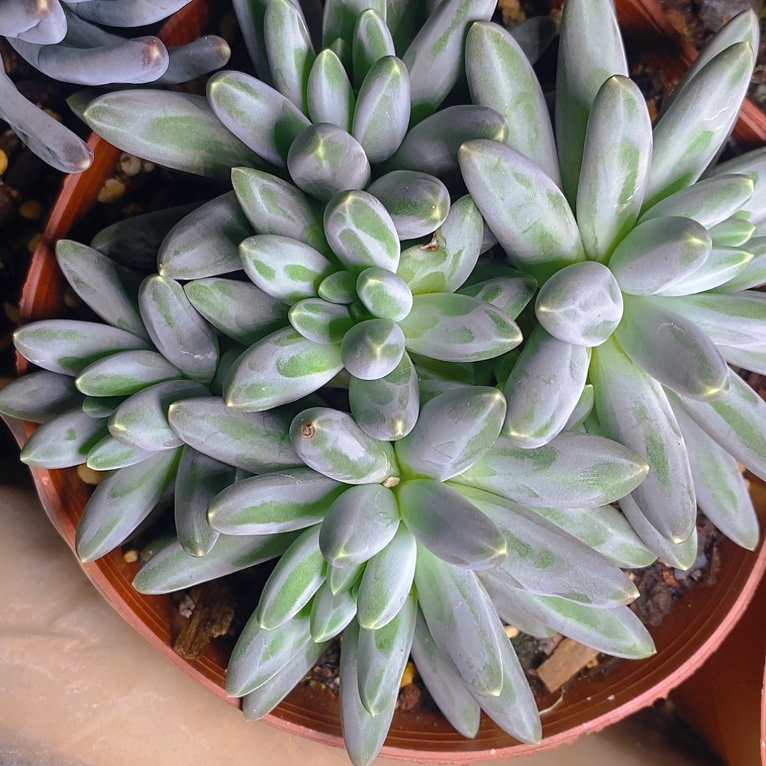 多肉植物伊卡鲁斯群