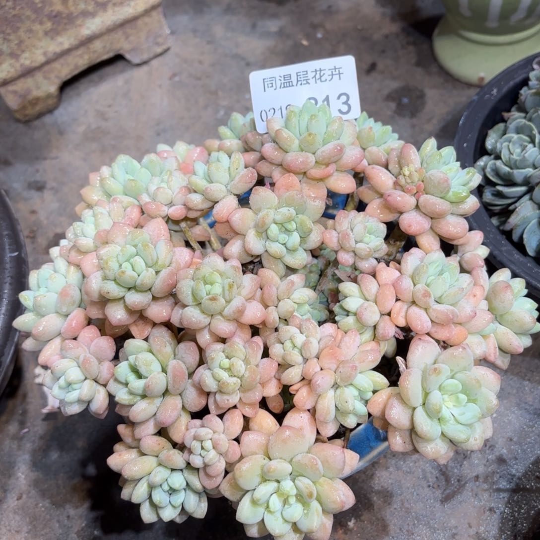 同温层多肉洛可可313