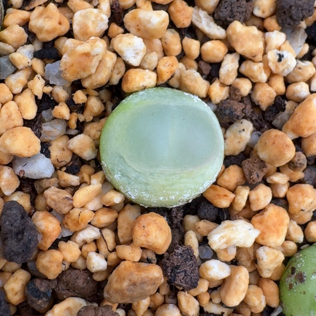 1319拉拉尺寸1.4左右脱土发货