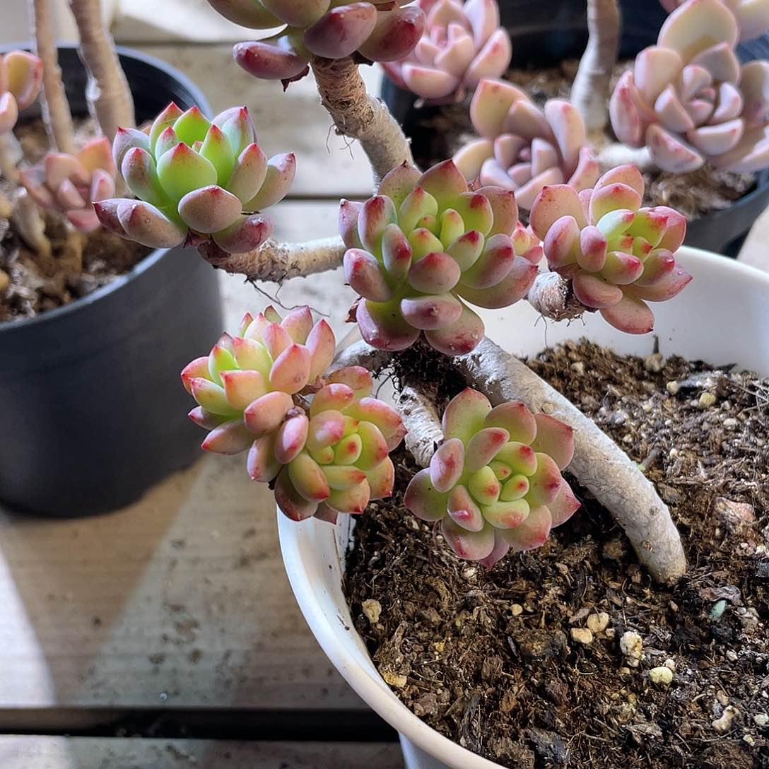 0376  蓝苹果 六月六