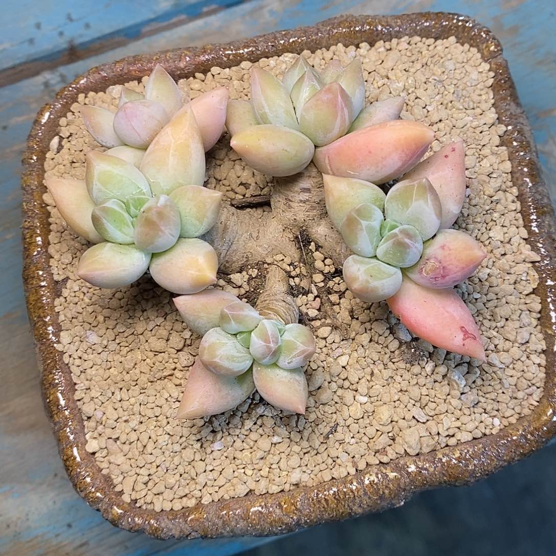 九*一物一拍，重楼多肉