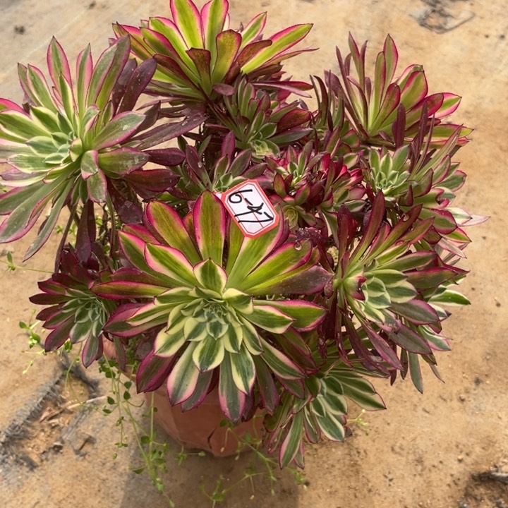 6-47天河朵朵处理不售后多肉