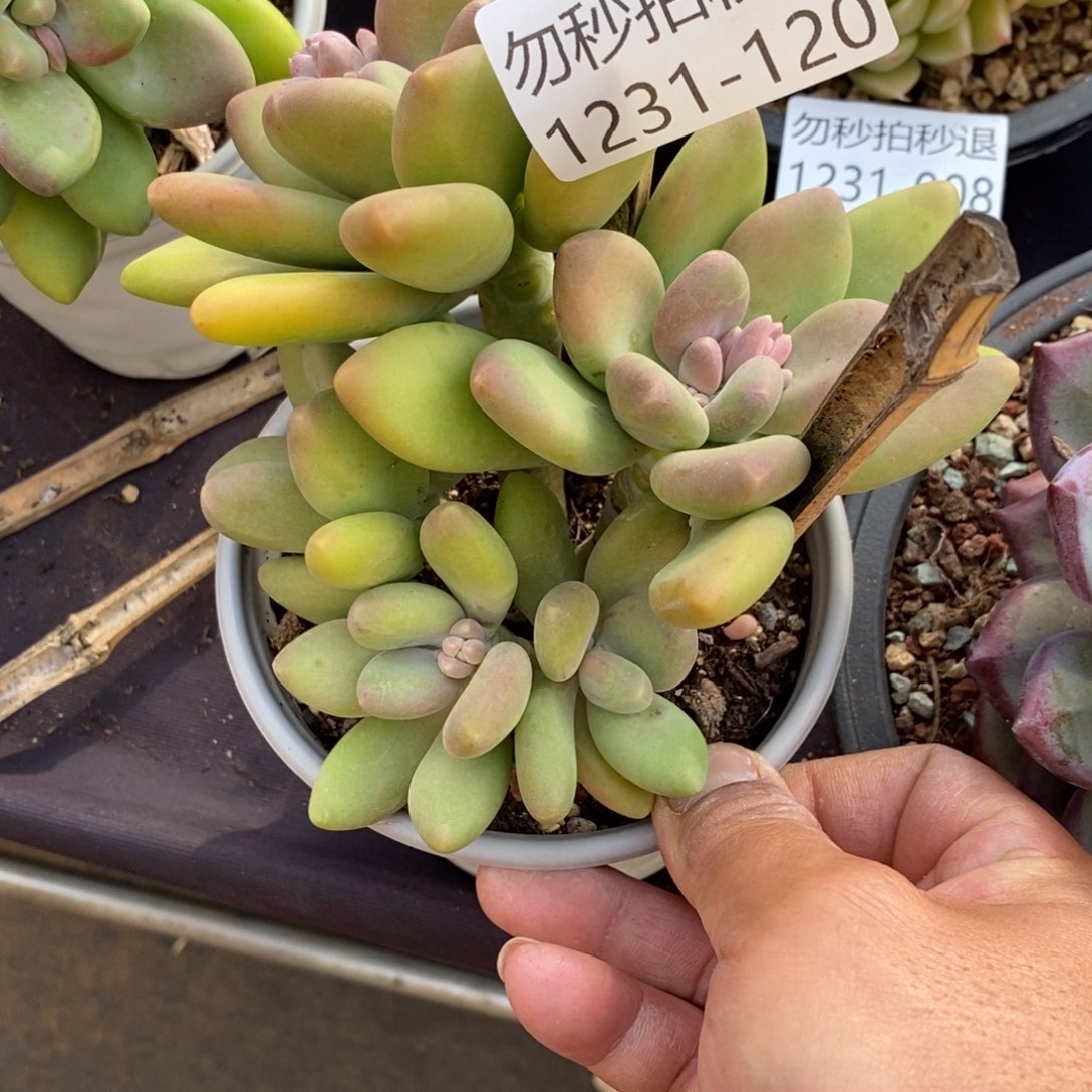 两单包邮1231-120芒果奶