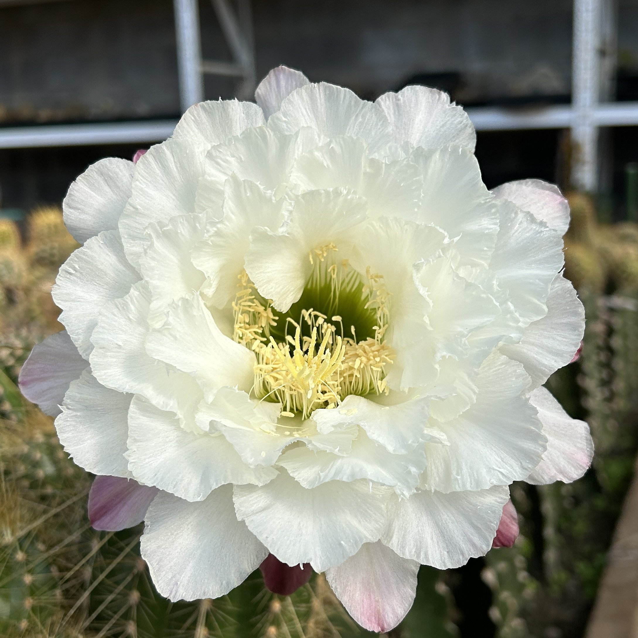 仙人球毛花柱 白牡丹 无根侧芽